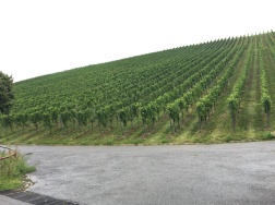 Stuttgart's vineyards